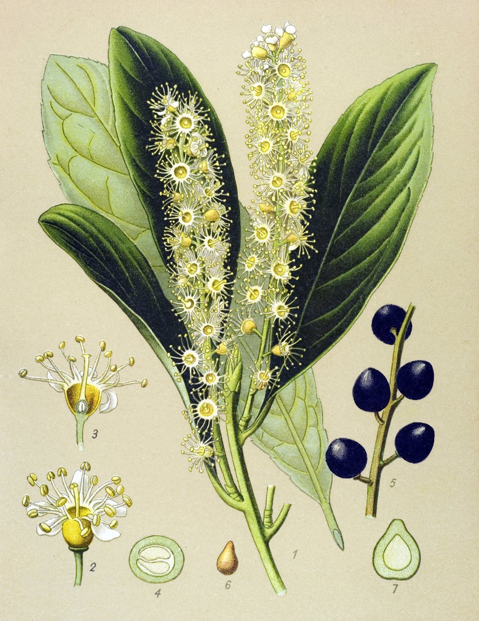 Botanisk bord, plante: kirsebærbugt (Prunus Laurocerasus) af Unbekannter Künstler
