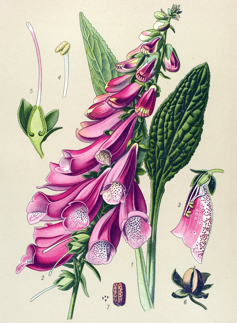 Botanisk tavle, plante: lilla digital (Digitalis purpurea) af Unbekannter Künstler