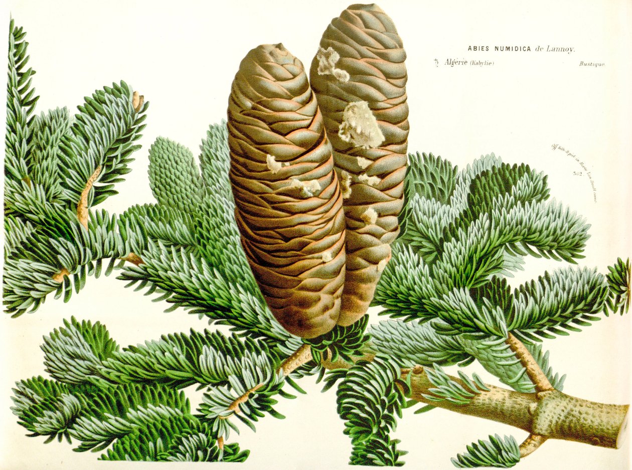 Botanisk illustration/Abies numidica/Algerisk gran/Numidie gran af Unbekannt