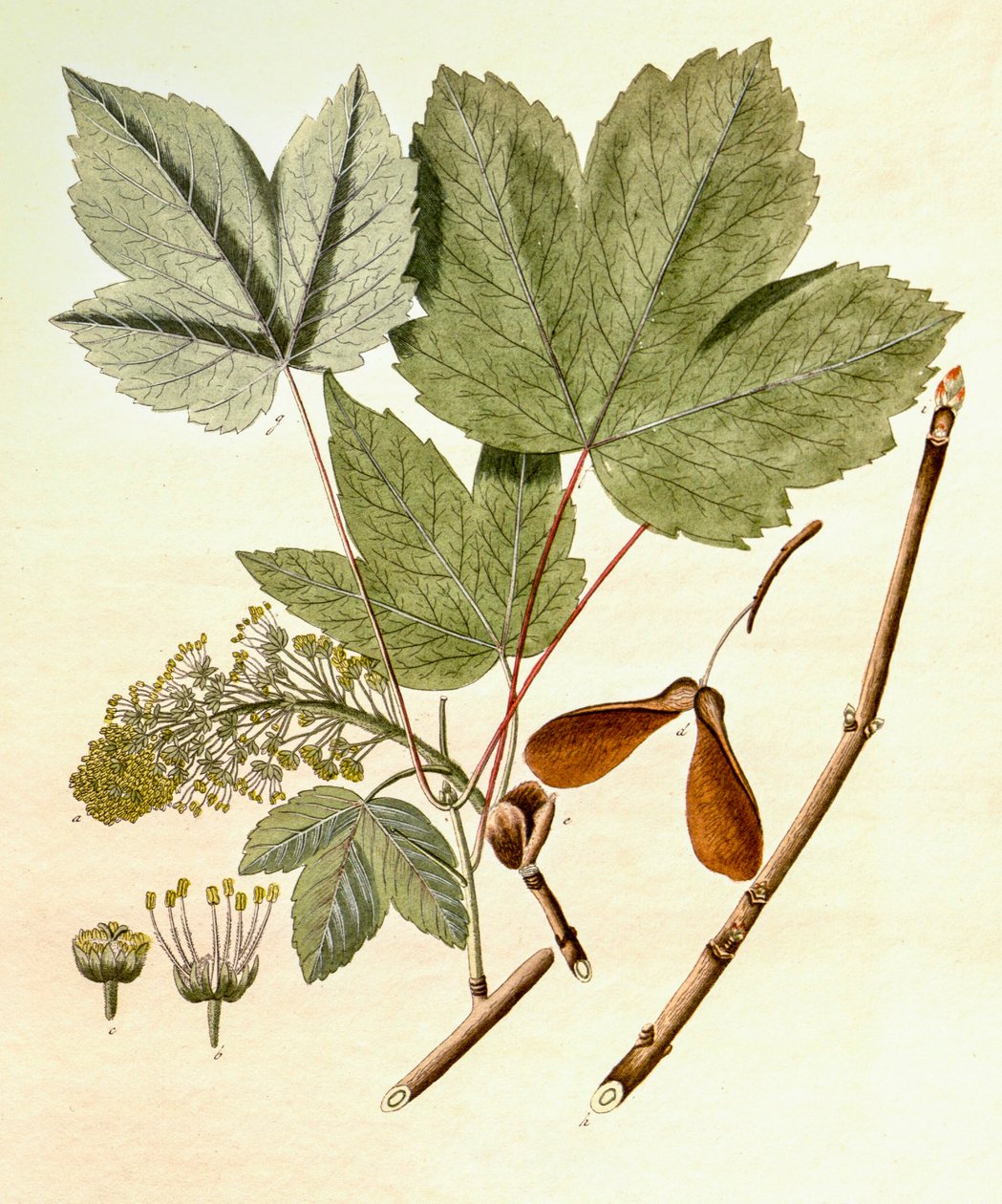 Botanisk illustration/Acer pseudoplatanus/Sycamore Maple af Unbekannt