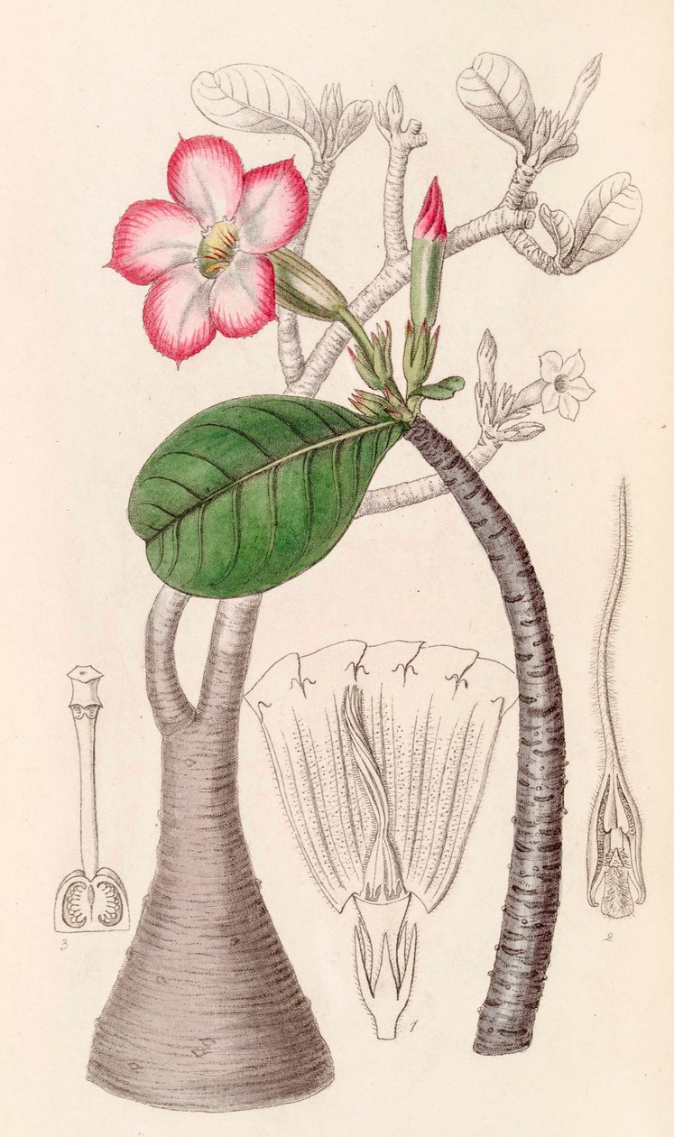 Botanisk illustration/Adenium obesum/Desert rose/Desert rose af Unbekannter Künstler