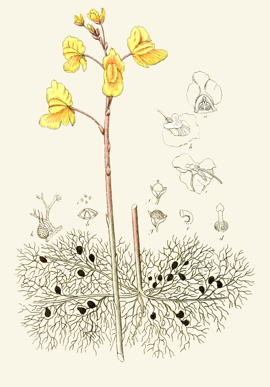 Botanisk illustration/Utricularia vulgaris/Common utricular af Unbekannt