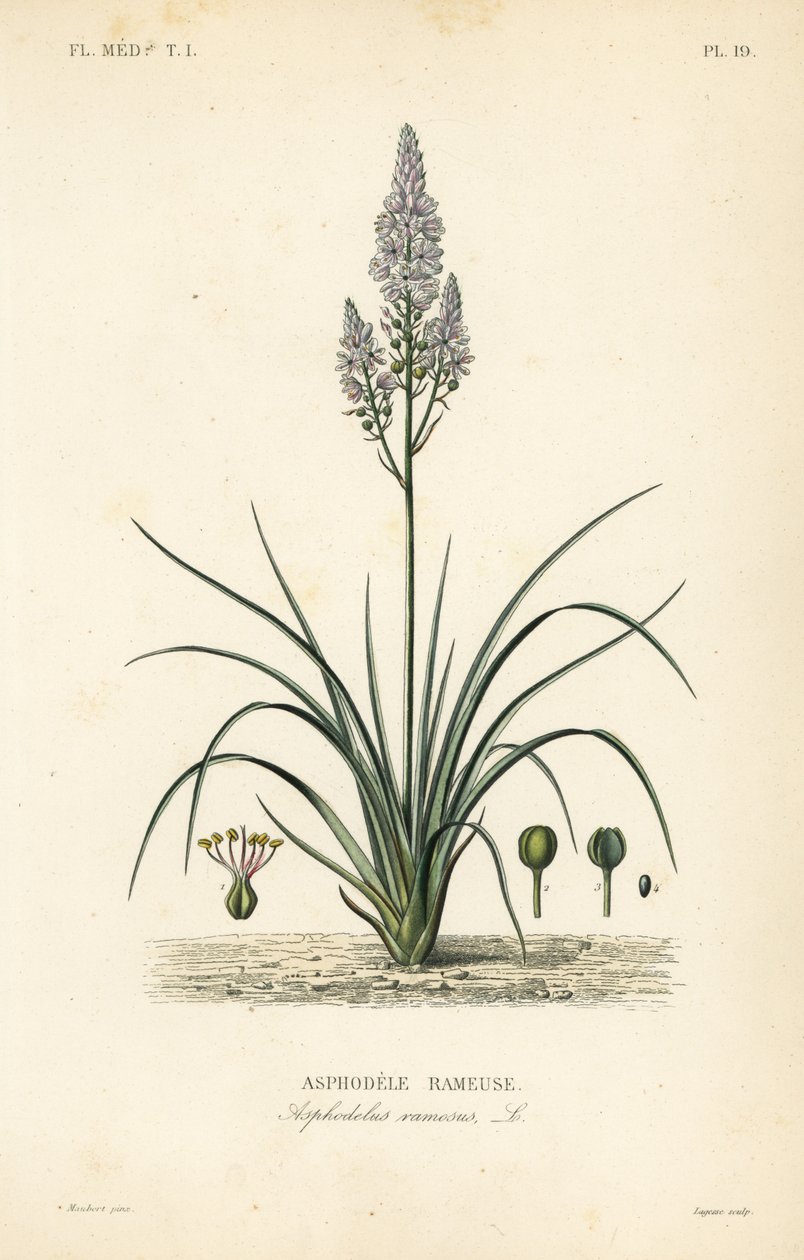 Forgrenet asphodel, Asphodelus ramosus, Asphodele rameuse af Unbekannt