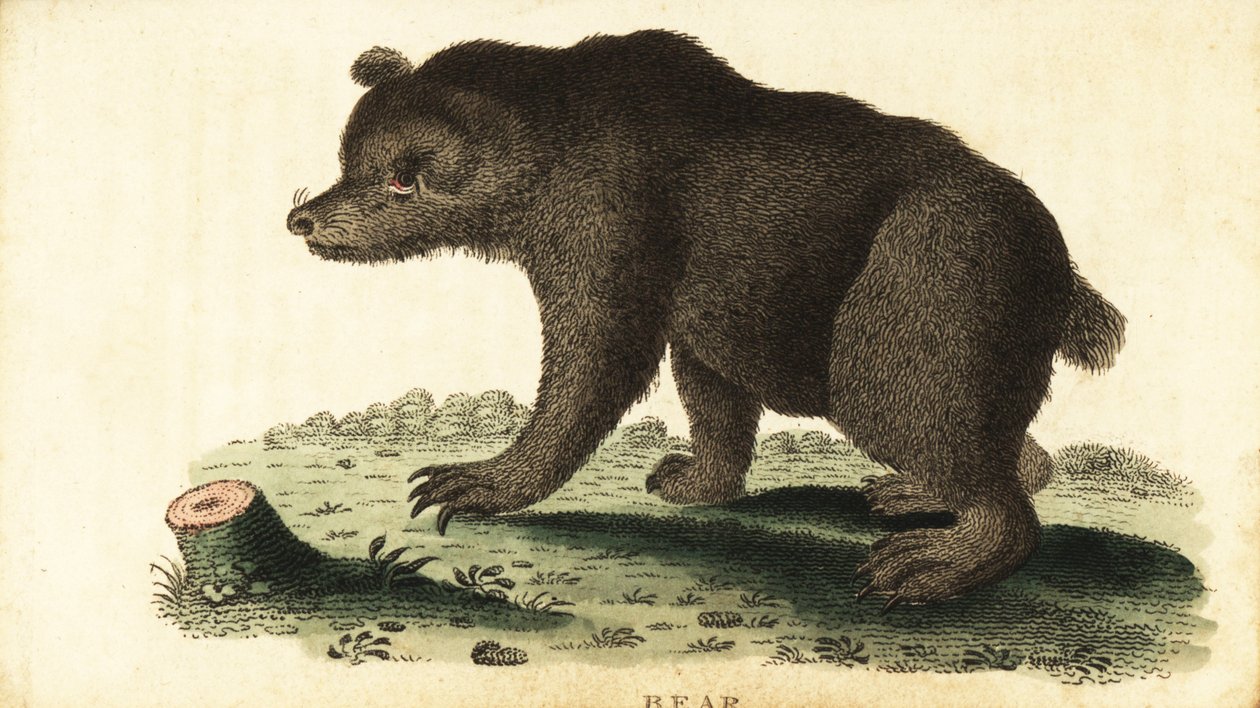 Brunbjørn, Ursus arctos., 1800 (gravering) af Unbekannter Künstler