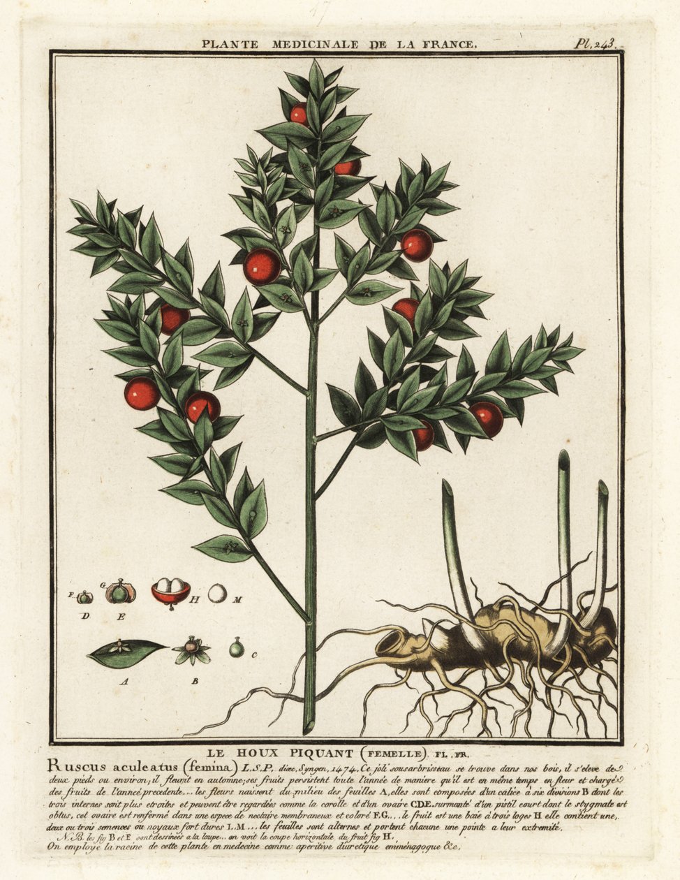 Slagterkost, Ruscus aculeatus. af Unbekannter Künstler