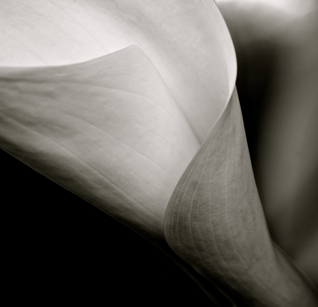 Callalily, 2015 (s/h-billede) af William M. Timlin