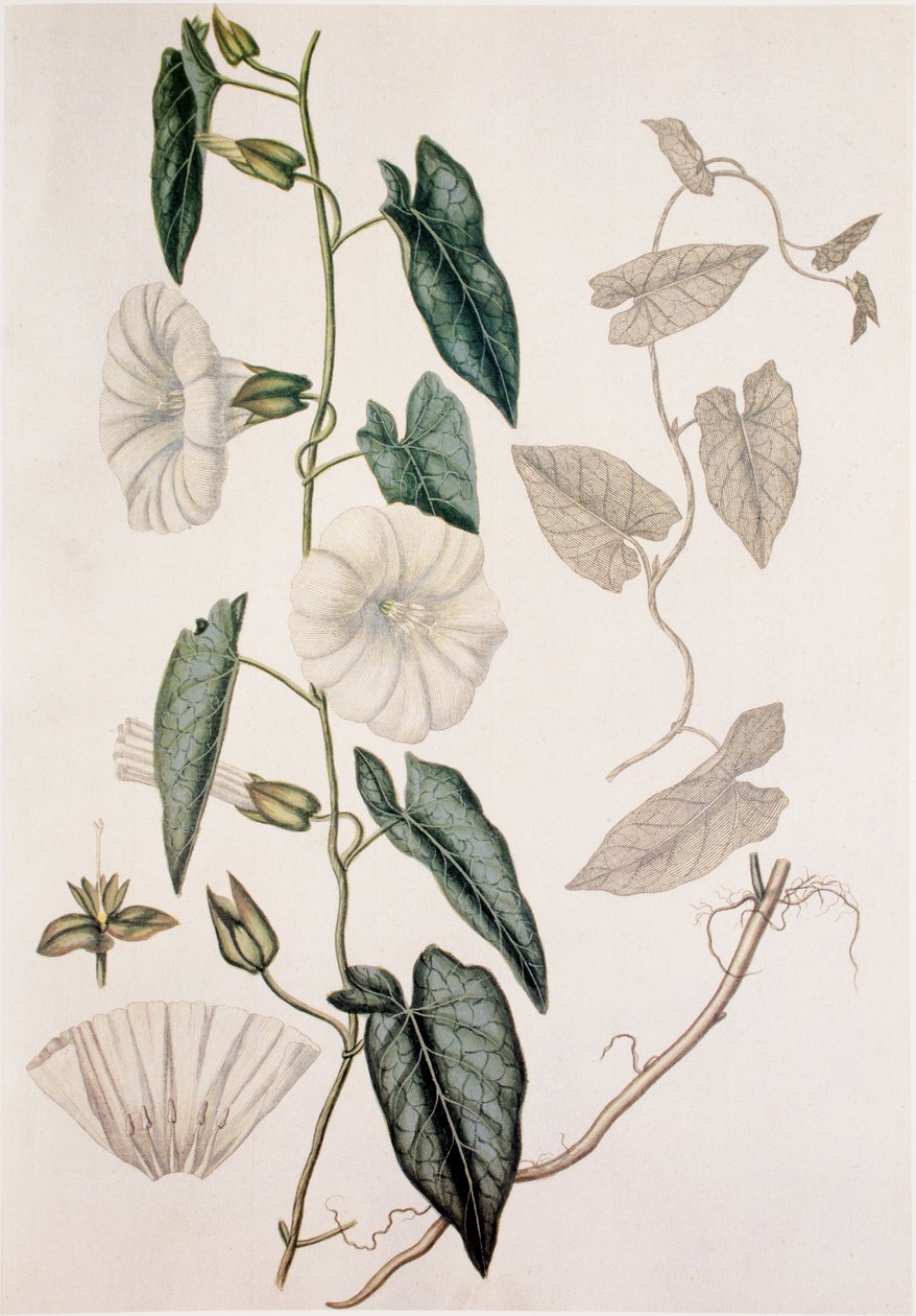 Calystegia sepium/Convolvulus sepium/Hæksengetøj af Unbekannt