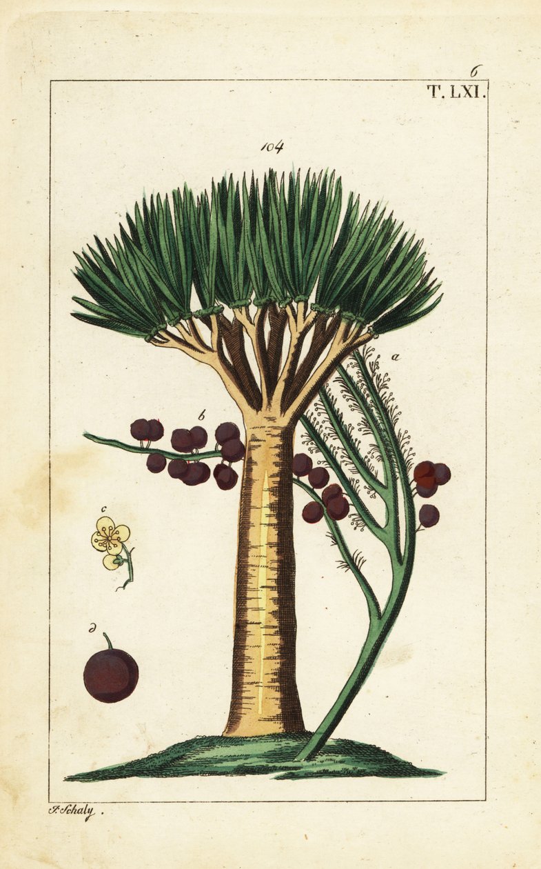 De Kanariske Øers dragetræ, Dracaena draco. Sårbar. af Unbekannter Künstler