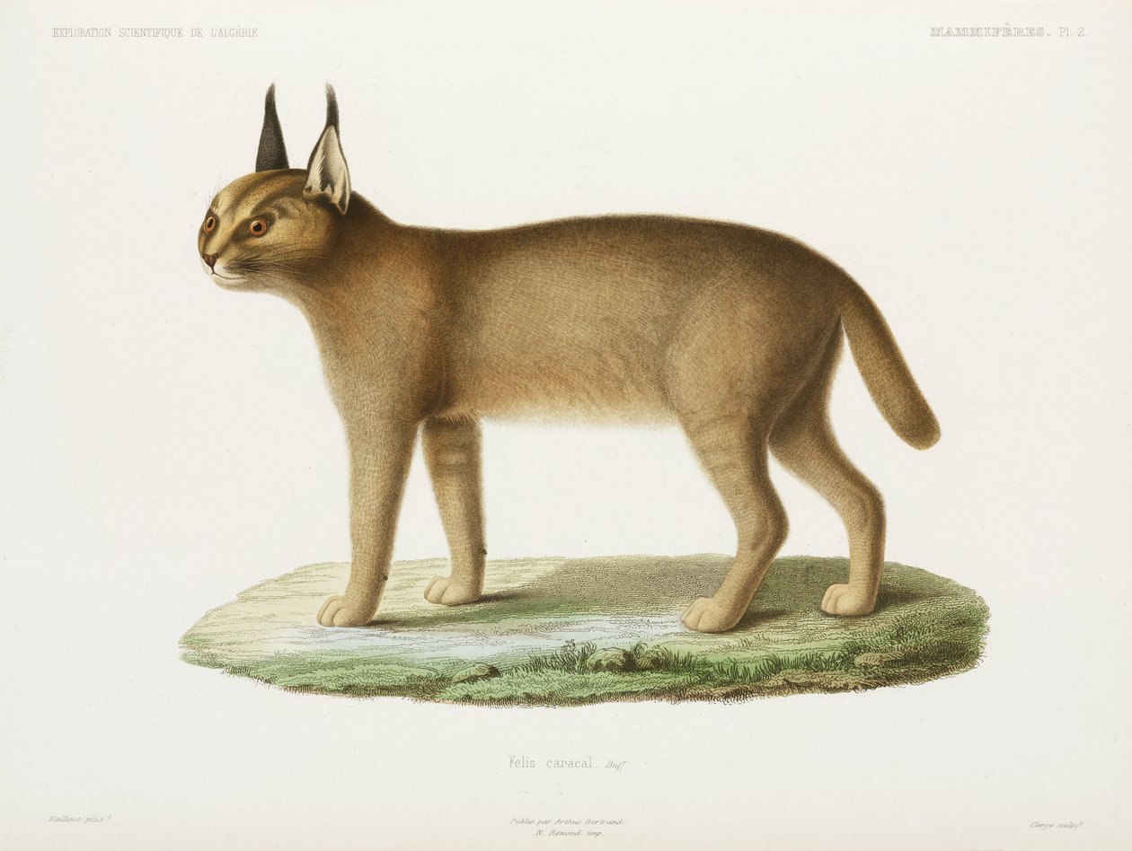 Caracal, Algeriet af Unbekannt