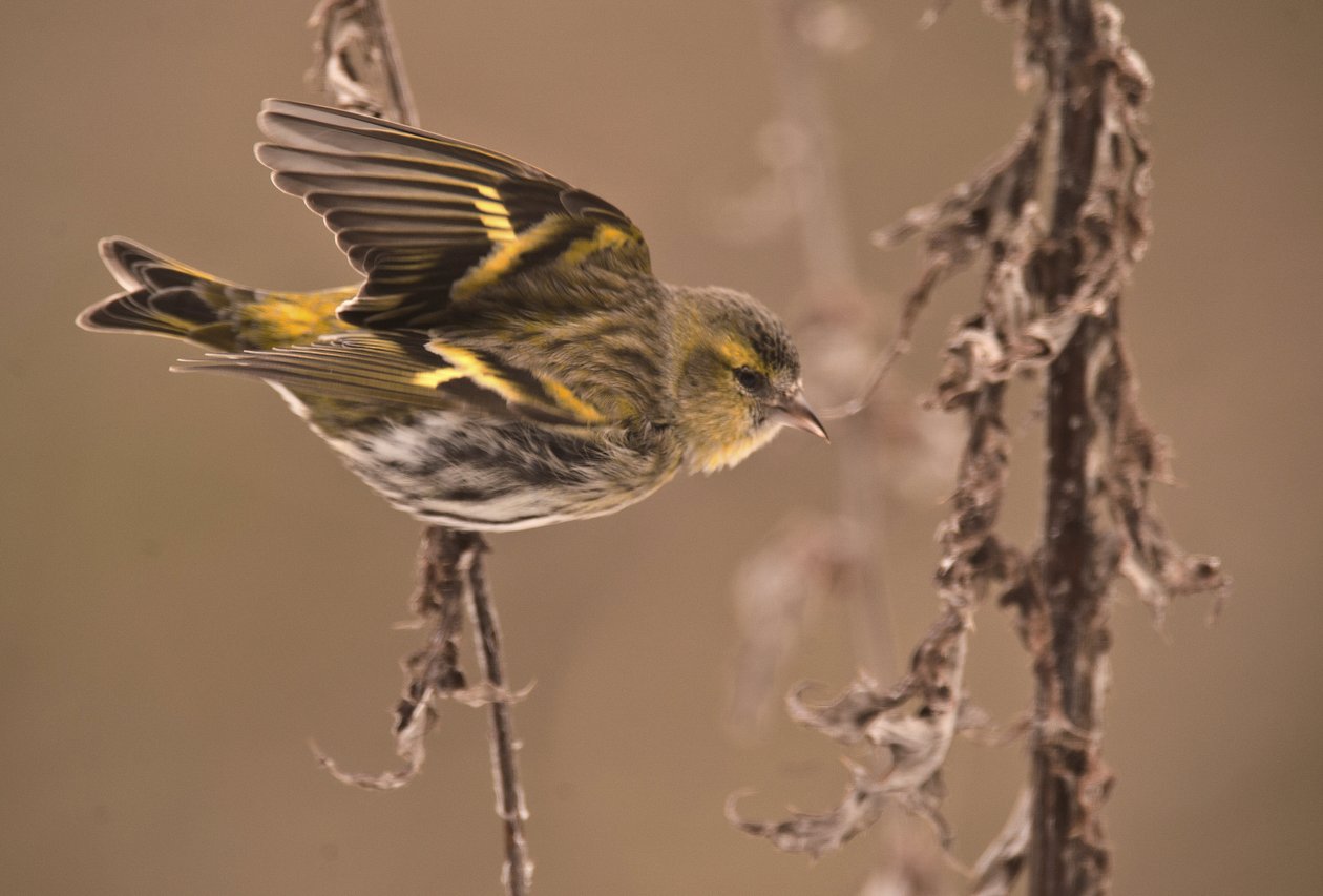 Carduelis spinus/Alder Tarin/Eurasian Siskin af William M. Timlin