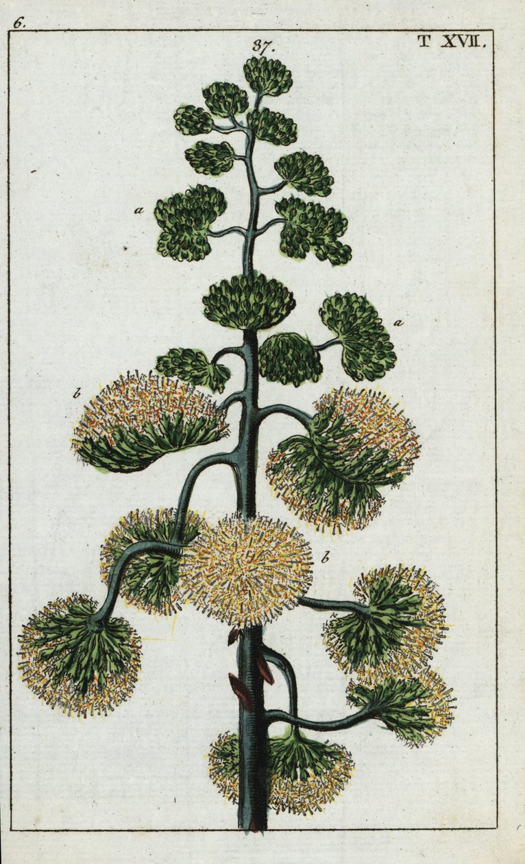 Århundrede plante, Agave americana. af Unbekannter Künstler