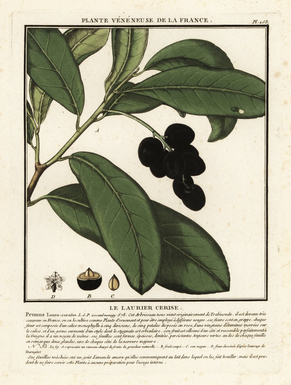 Kirsebær laurbær, Prunus laurocerasus. af Unbekannter Künstler