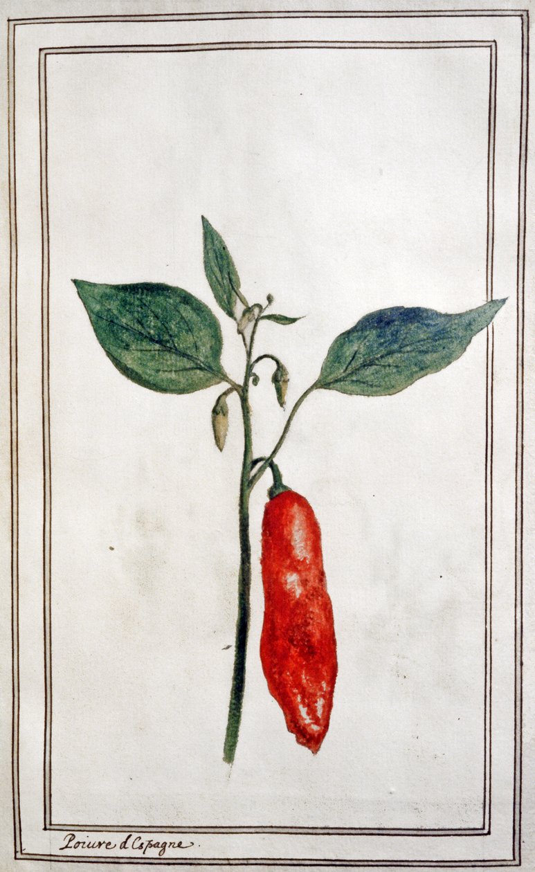Chili, spansk peber, ca. 1780-1800 (kobberstik) af Unbekannter Künstler