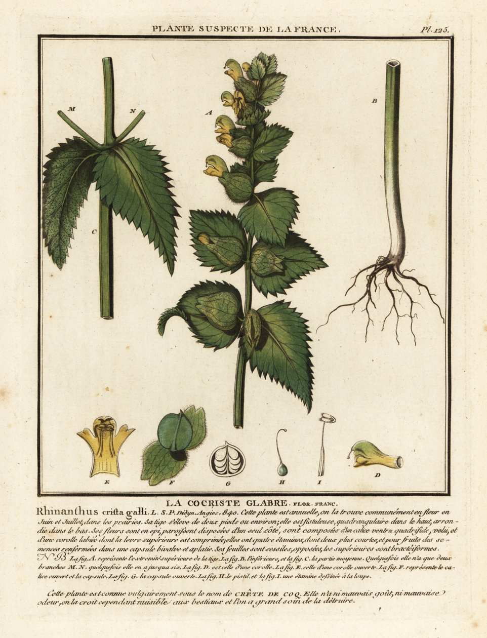 Hanekam, Rhinanthus crista-galli. af Unbekannter Künstler