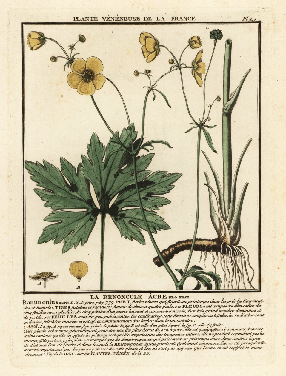 Common Buttercup, Ranunculus. af Unbekannter Künstler