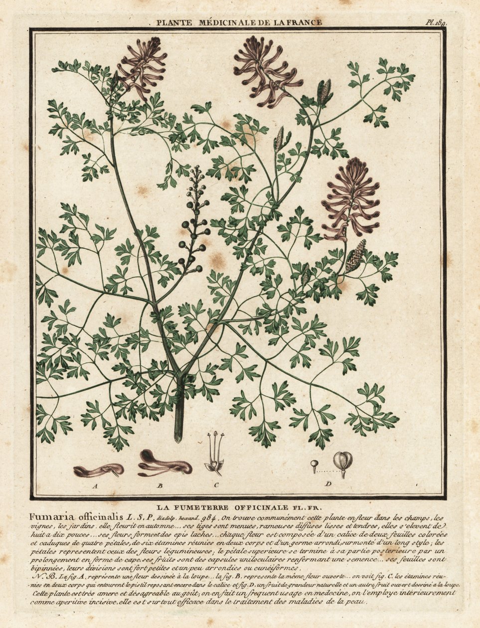 Almindelig fumitory, Fumaria officinalis. af Unbekannter Künstler