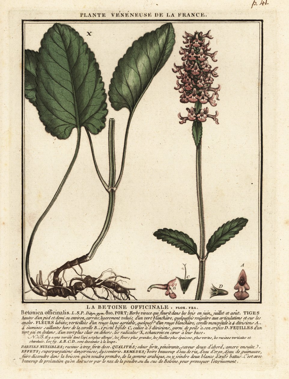 Almindelig hæk, Stachys officinalis. af Unbekannter Künstler