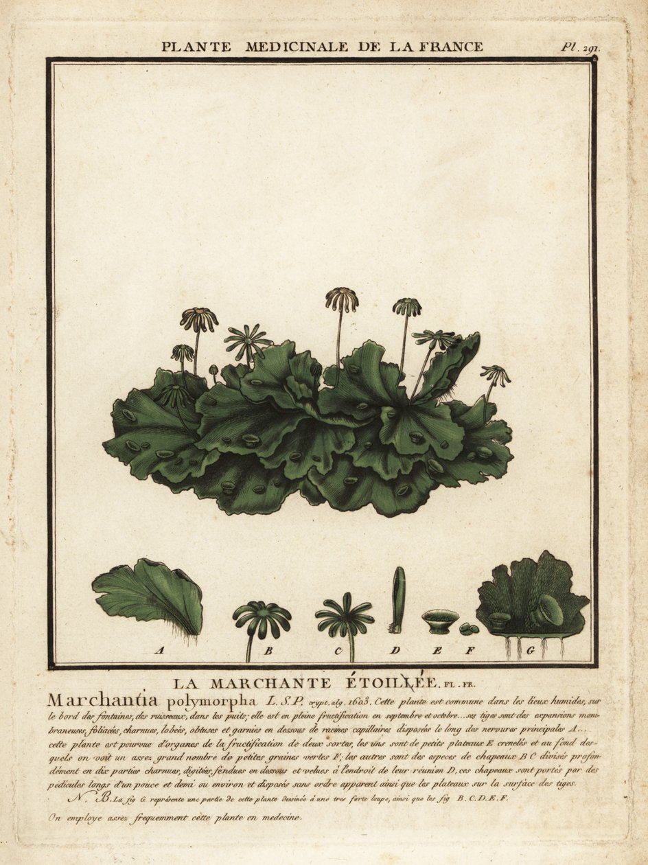 Almindelig leverurt, Marchantia polymorpha. af Unbekannter Künstler