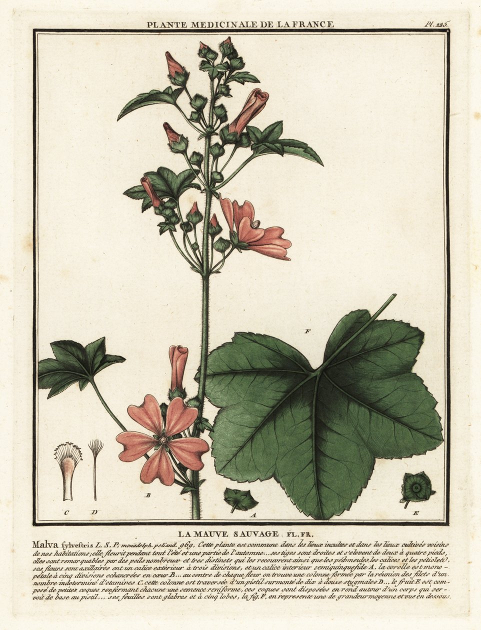 Almindelig malva, Malva sylvestris. af Unbekannter Künstler