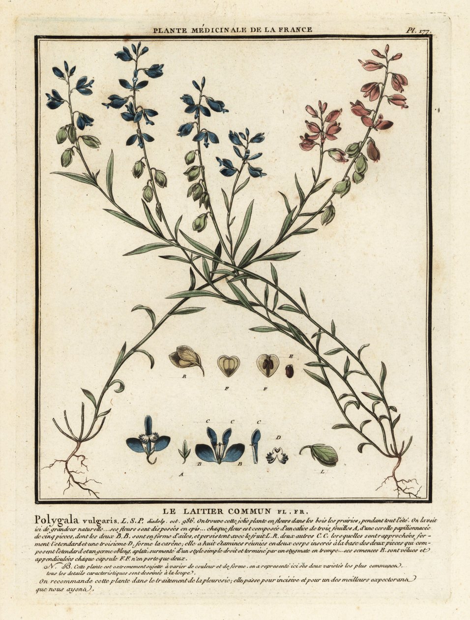 Almindelig mælkeurt, Polygala vulgaris. af Unbekannter Künstler