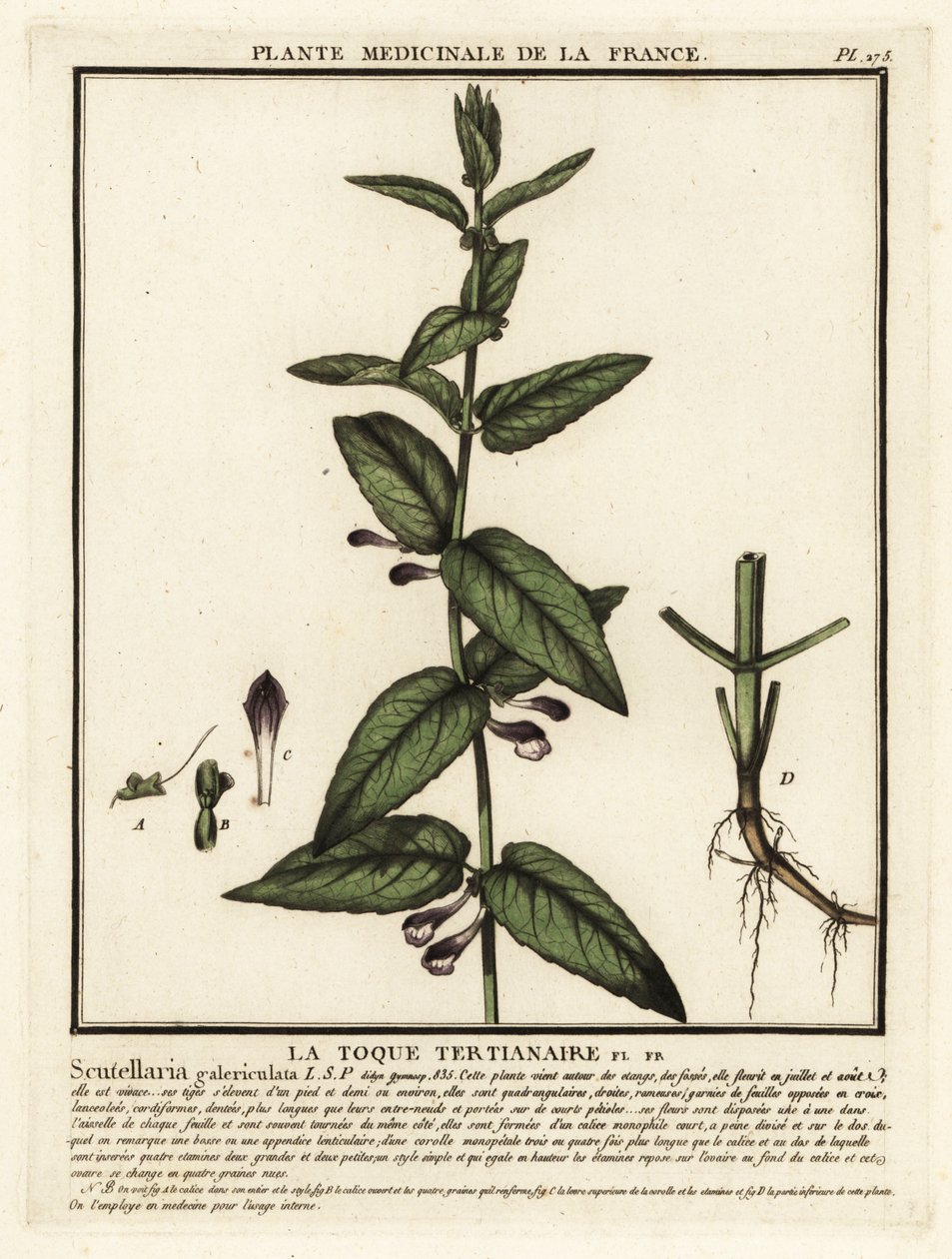 Almindelig kalot, Scutellaria galericulata. af Unbekannter Künstler