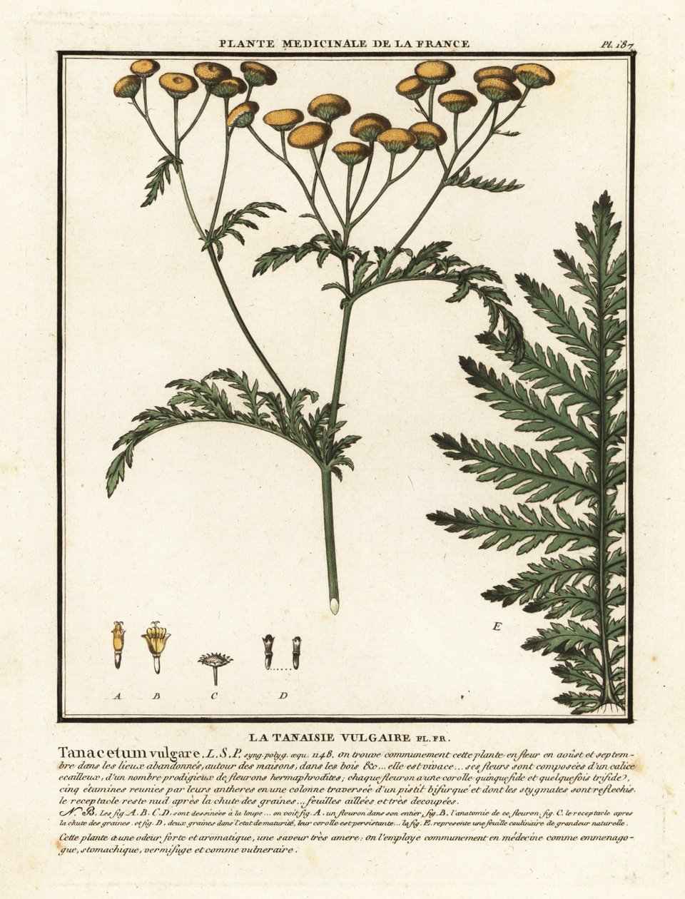 Almindelig reinfank, Tanacetum vulgare. af Unbekannter Künstler