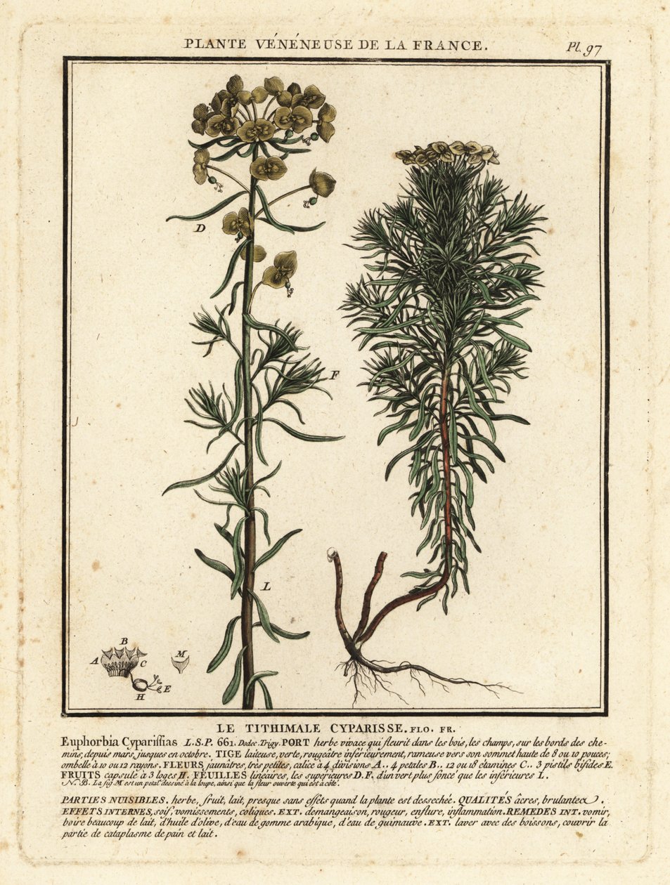 Cypress spurge, Euphorbia cyparissias. af Unbekannter Künstler