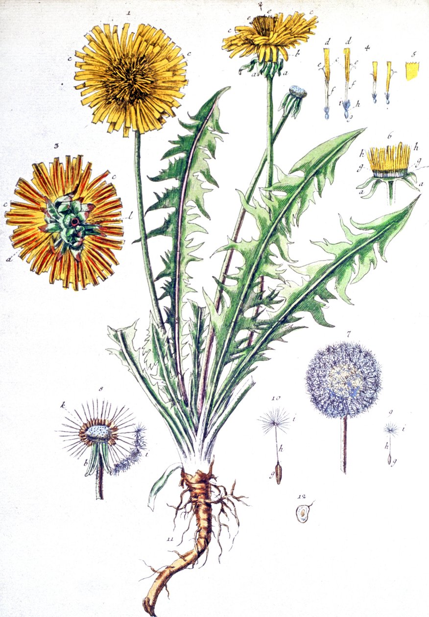 Dandelion af Unbekannter Künstler