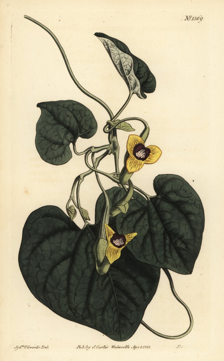 Dunbladet fødselurt, Aristolochia tomentosa af Unbekannt
