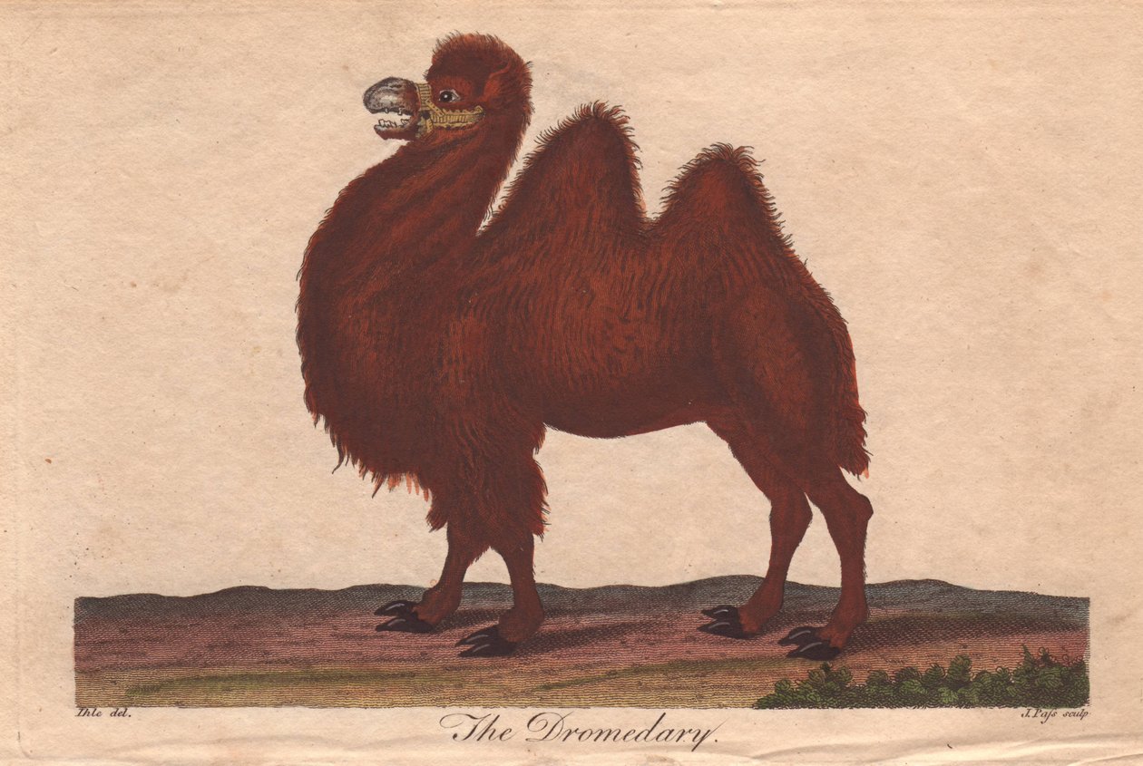 Dromedarkamel Camelus dromedarius af Unbekannter Künstler