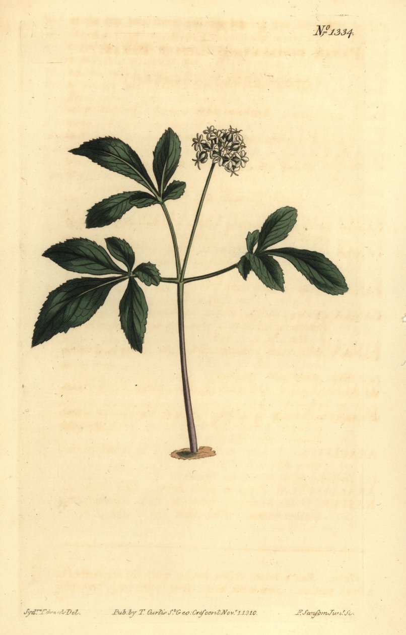 Dværg ginseng, Panax trifolius af Unbekannt