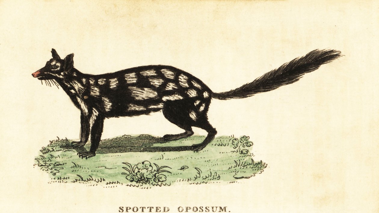 Østlig quoll, Dasyurus vaskebjørn. ,1800 (gravering) af Unbekannter Künstler