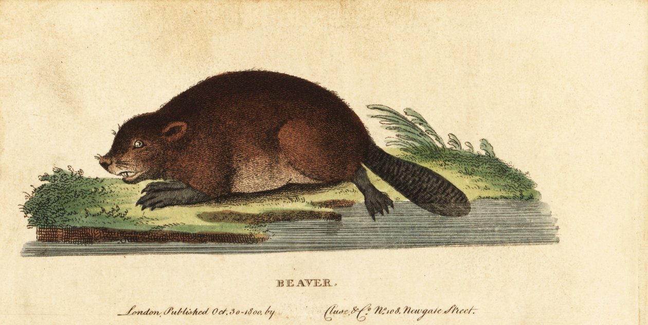 Eurasisk bæver, Castor fiber., 1800 (gravering) af Unbekannter Künstler