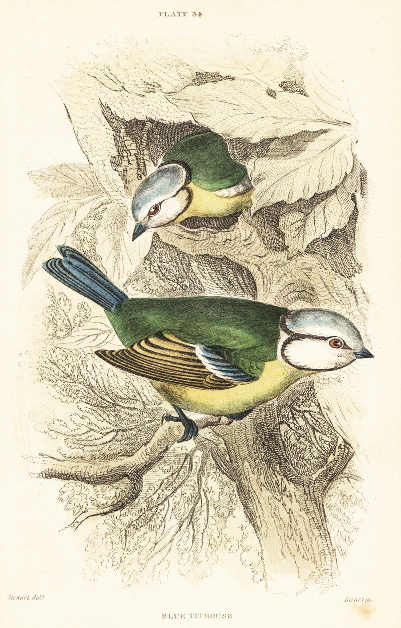 Eurasisk blåmejse, Cyanistes caeruleus.1889 (gravering) af Unbekannter Künstler