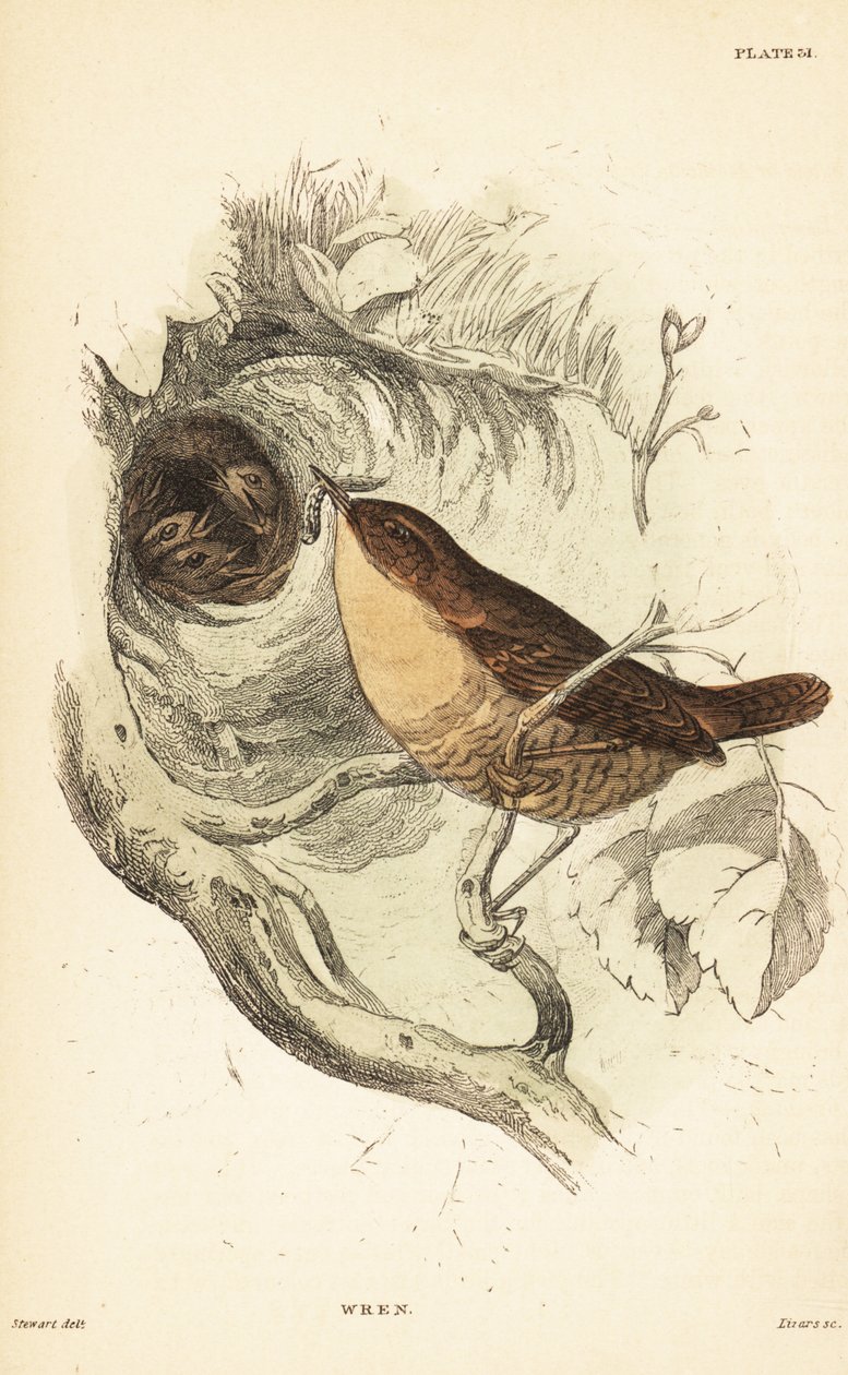 Græssmutte, Troglodytes troglodytes.1889 (gravering) af Unbekannter Künstler