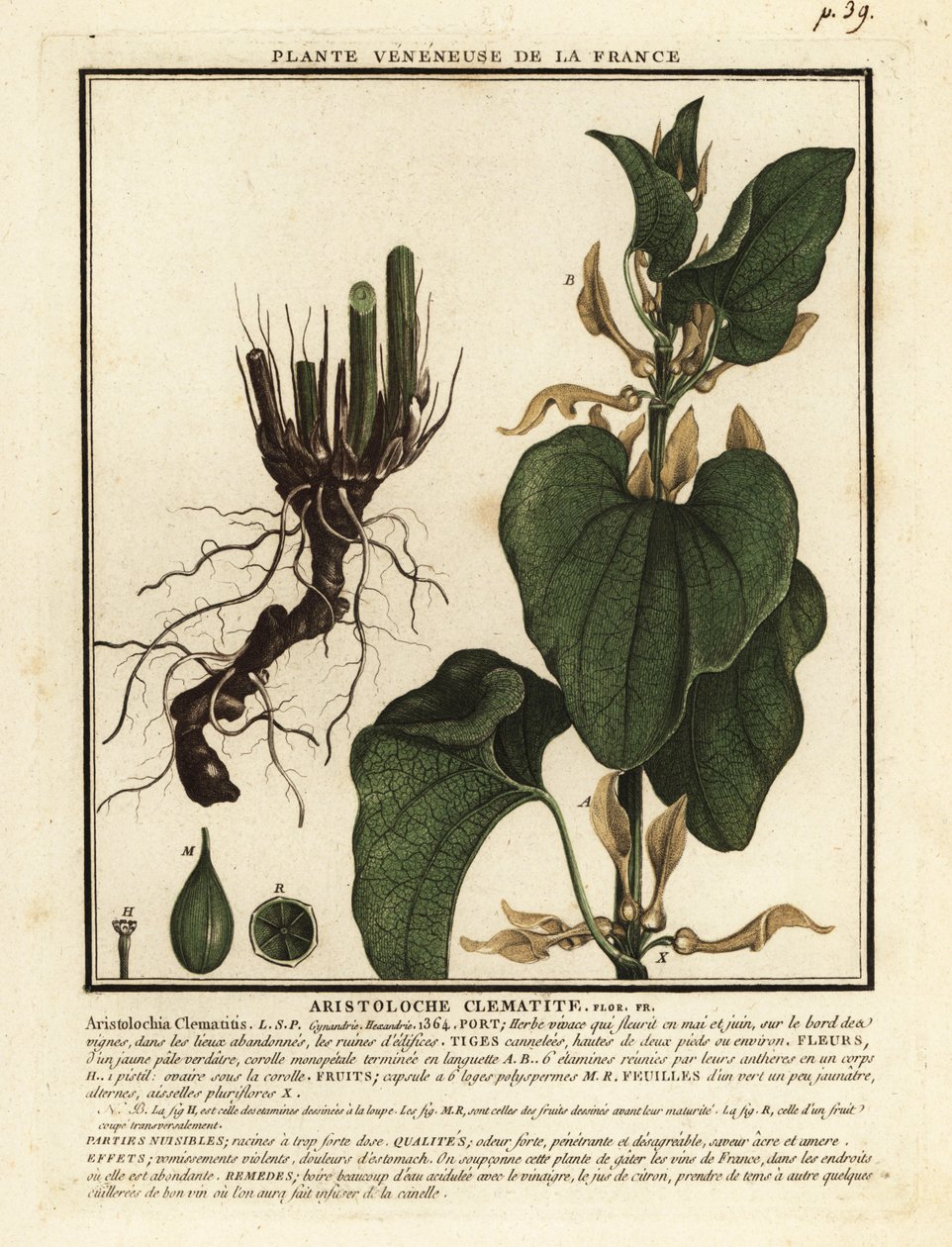 Europæisk fødselsurt, Aristolochia clematitis. af Unbekannter Künstler