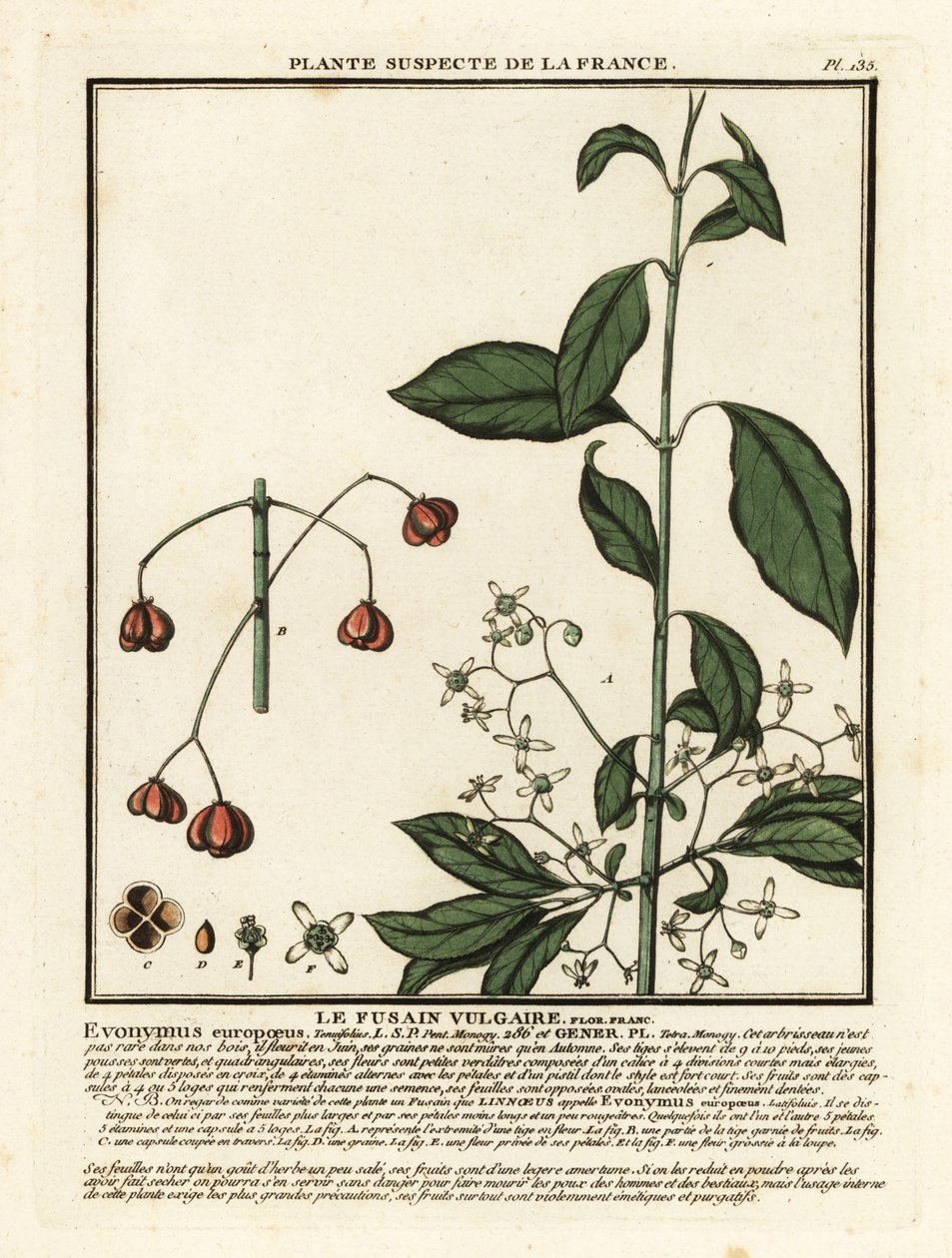 Europæisk spindel, Euonymus europaeus. af Unbekannter Künstler