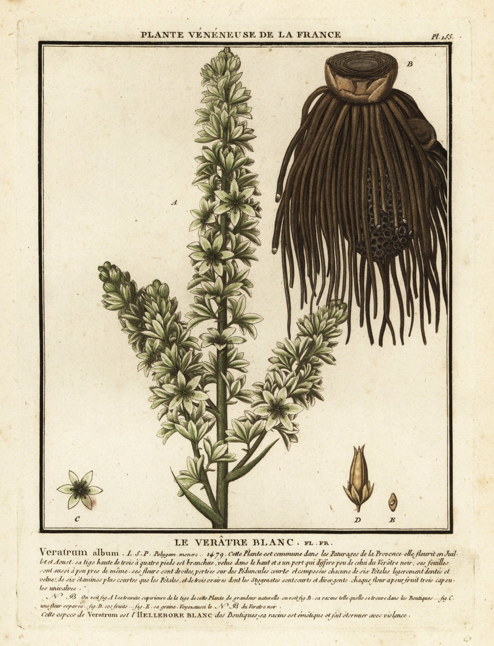 Europæisk hvid hellebore, Veratrum album. af Unbekannter Künstler