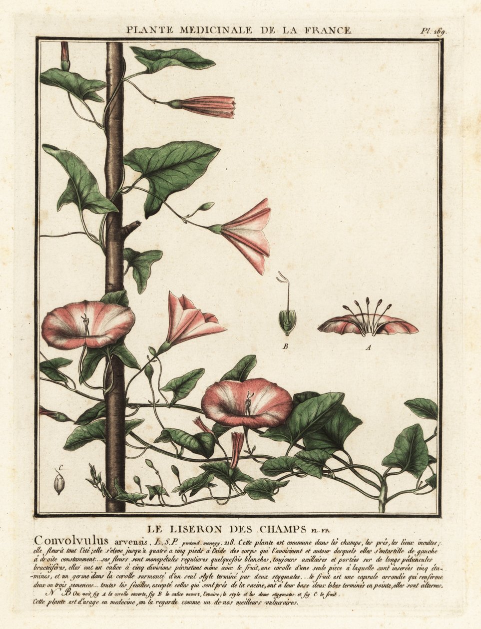 Markbinde, Convolvulus arvensis. af Unbekannter Künstler