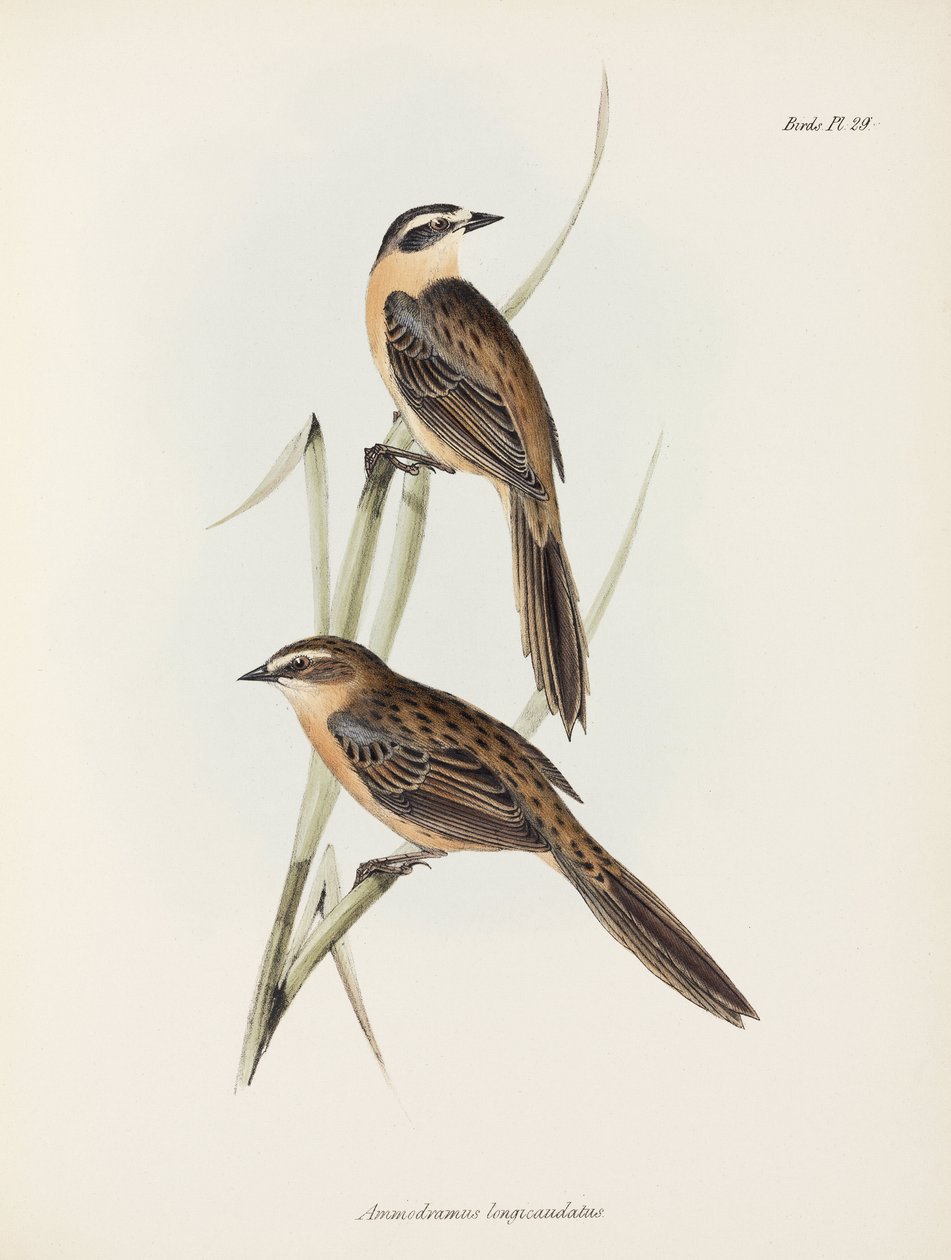 Finker, c 1832-1836 af Unbekannter Künstler
