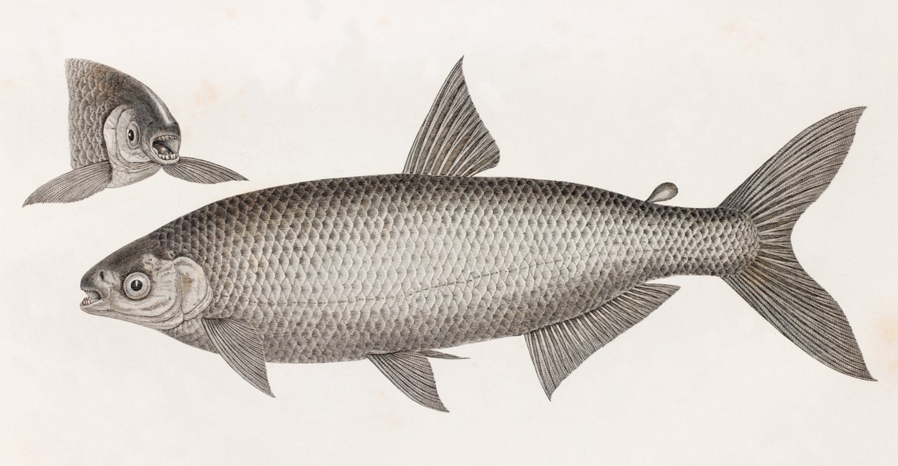 Fisk: Le Characin af Unbekannt