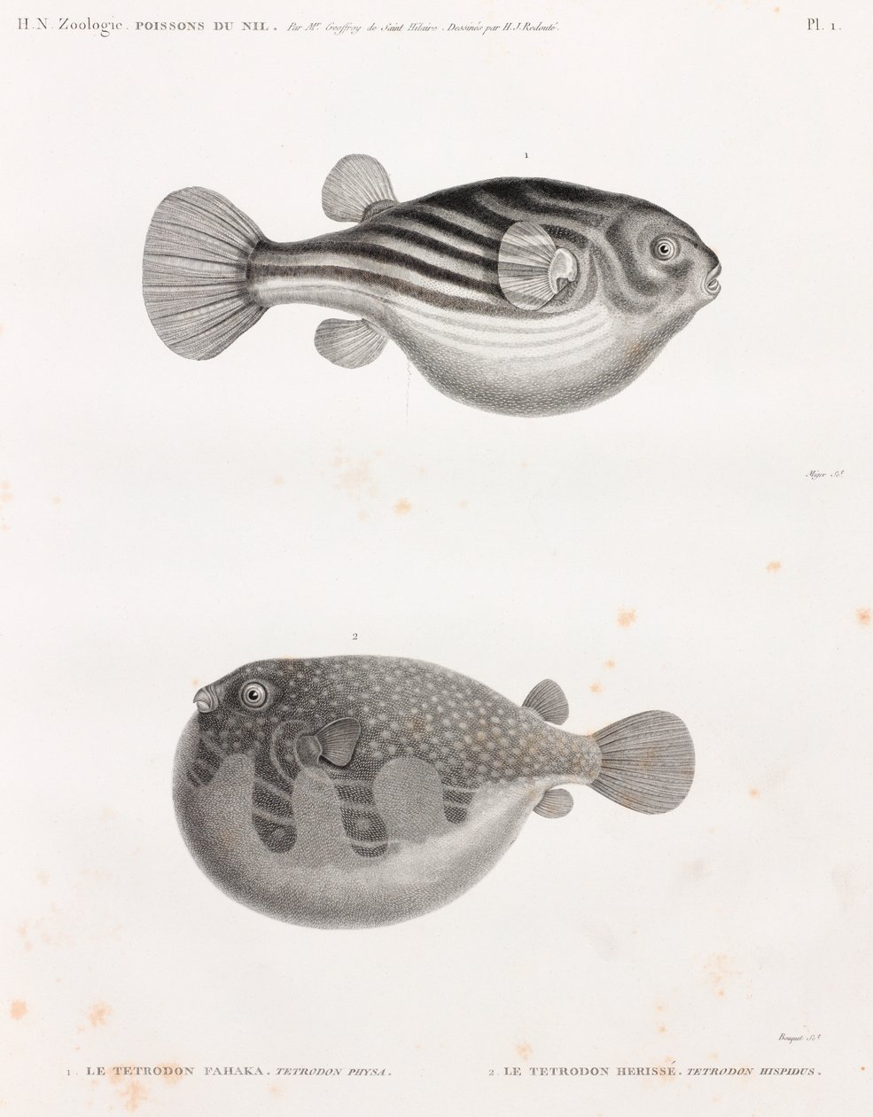 Fisk: Tetrodon af Unbekannt