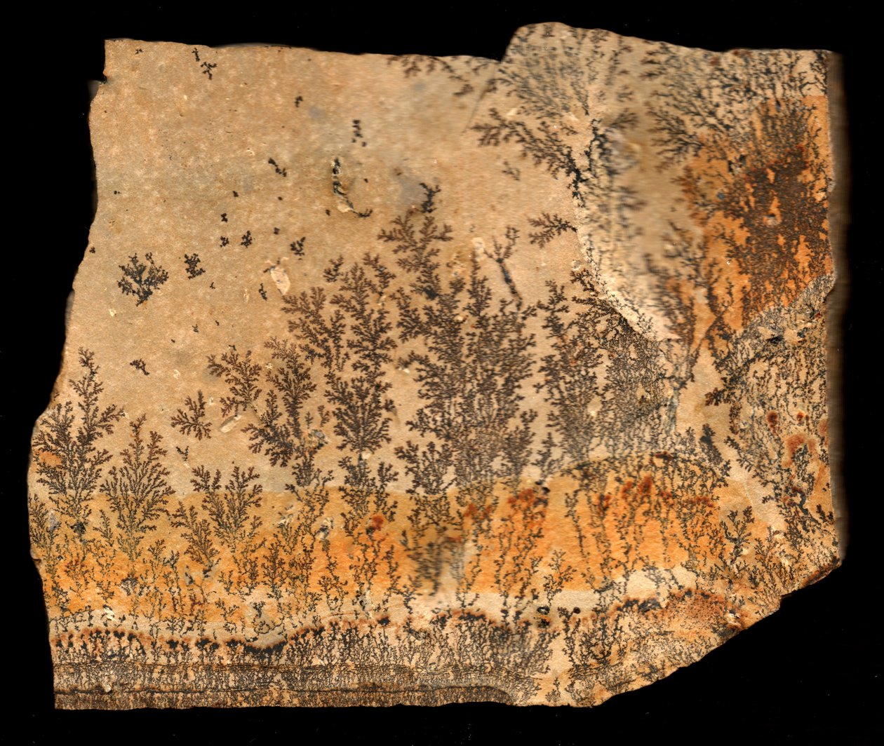 Fossiltryk, recto (tryk) af William M. Timlin