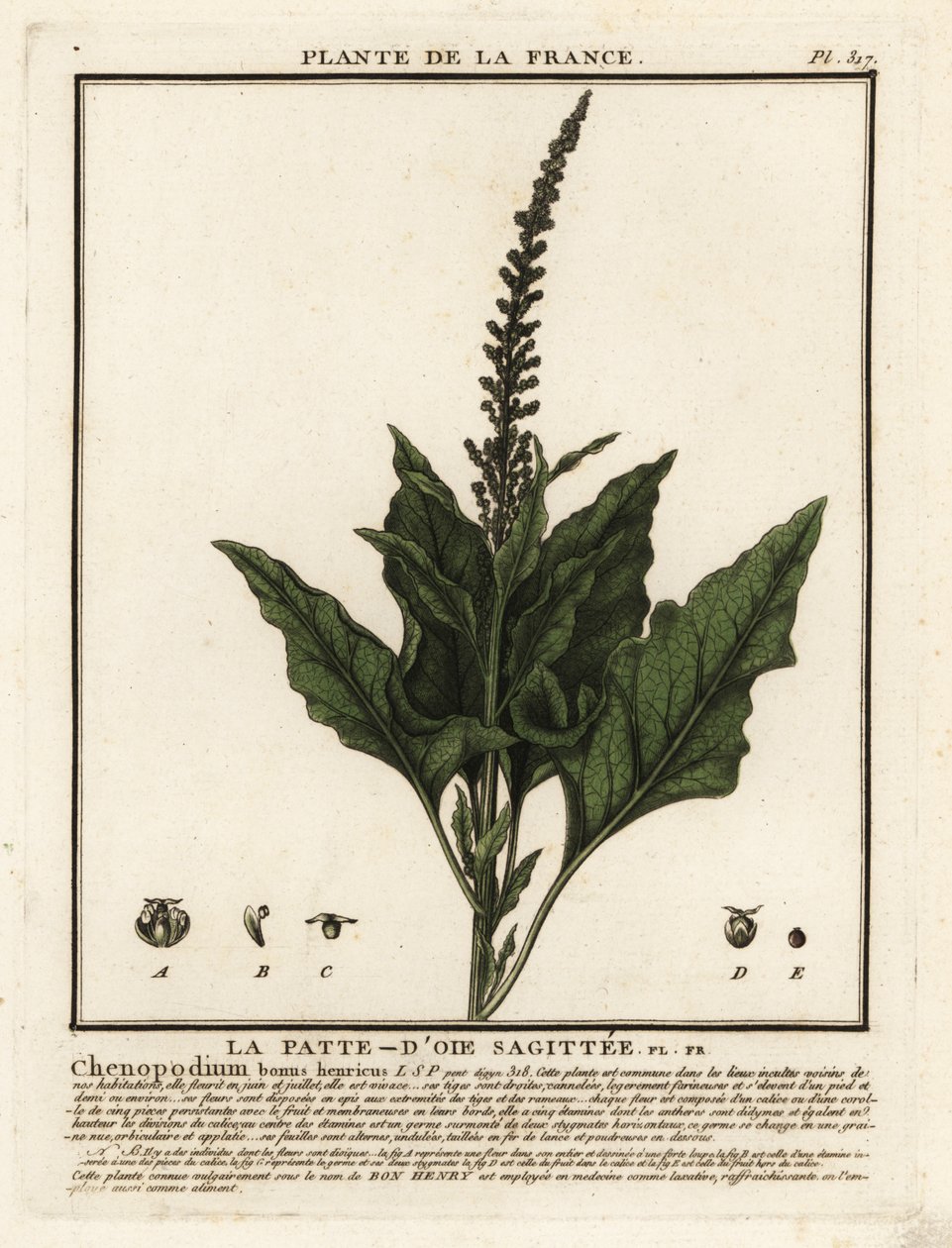 God-konge-Henry, Chenopodium bonus-henricus. af Unbekannter Künstler