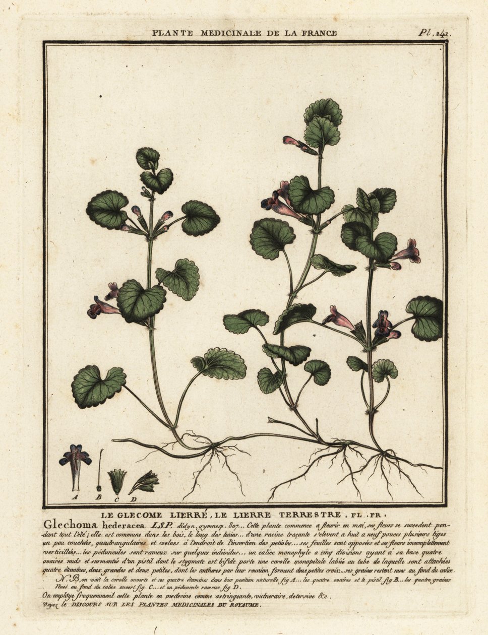 Jordvedbend, Glechoma hederacea. af Unbekannter Künstler