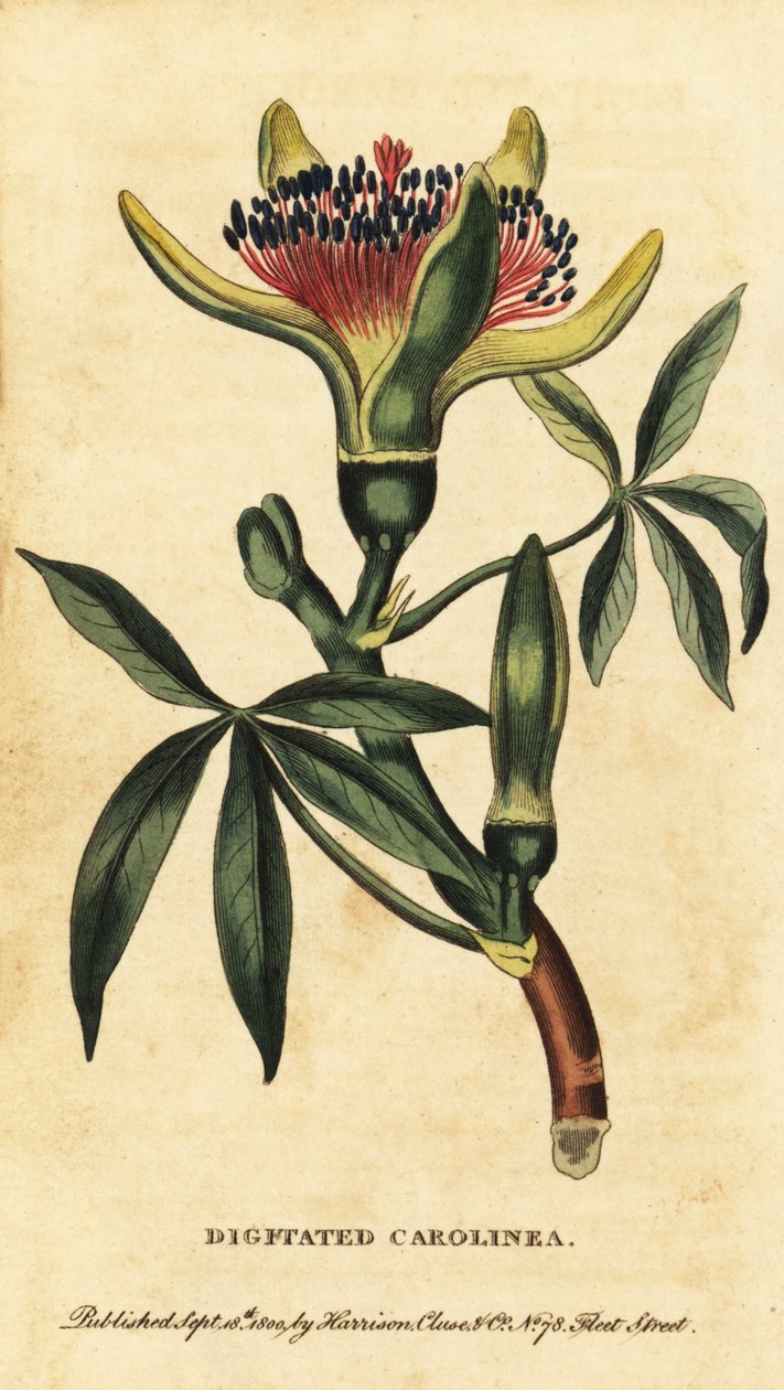 Guiana kastanje, Pachira aquatica. ,1800 (gravering) af Unbekannter Künstler