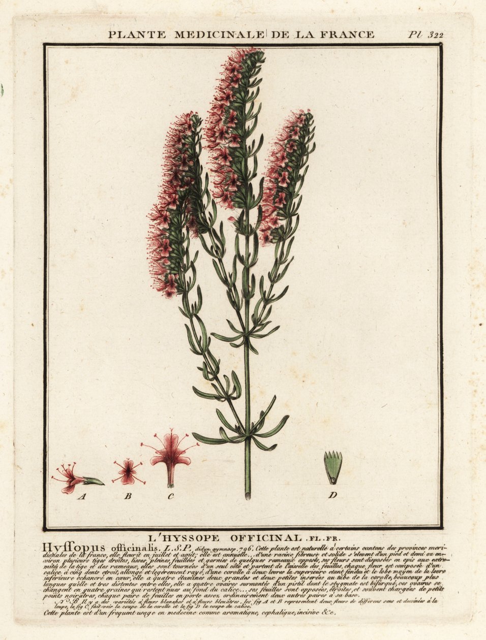 Isop, Hyssopus officinalis. af Unbekannter Künstler