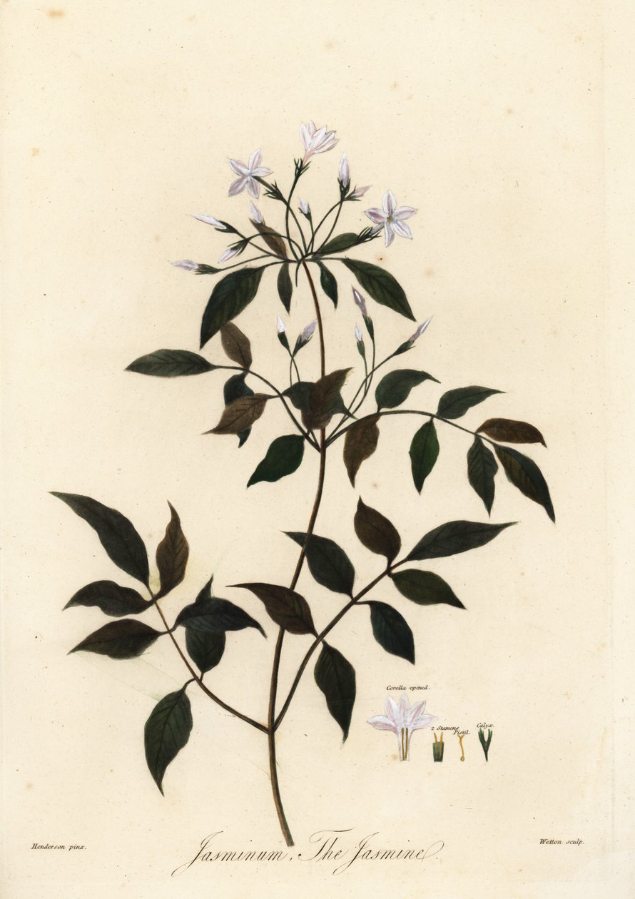 Jasmin, Jasminum officinale. 1805 (gravering) af Unbekannter Künstler