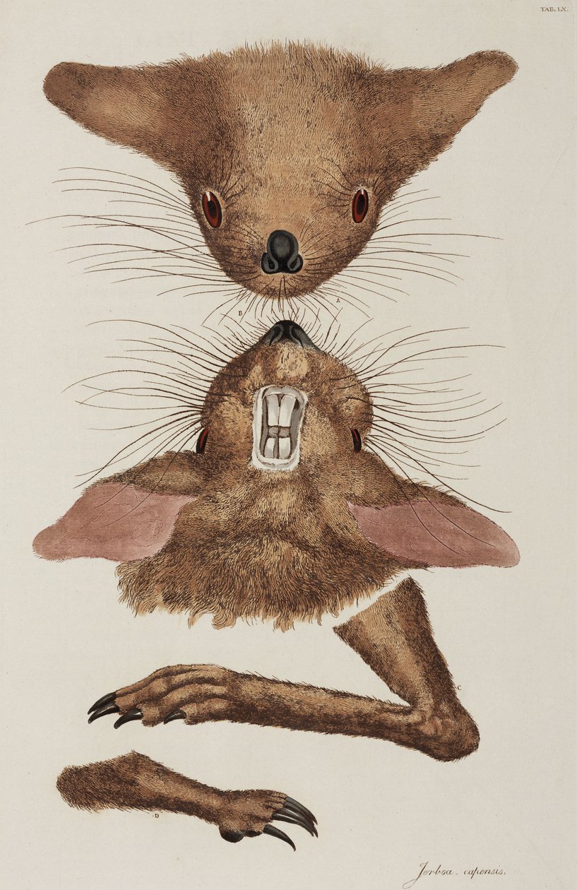Jerboa af Unbekannter Künstler