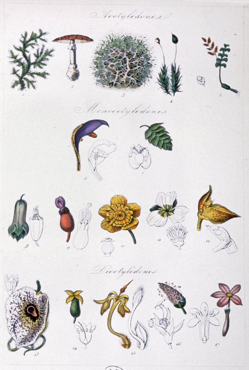 Jussieus metode, ca. 1850 (kobberstik) af Unbekannter Künstler